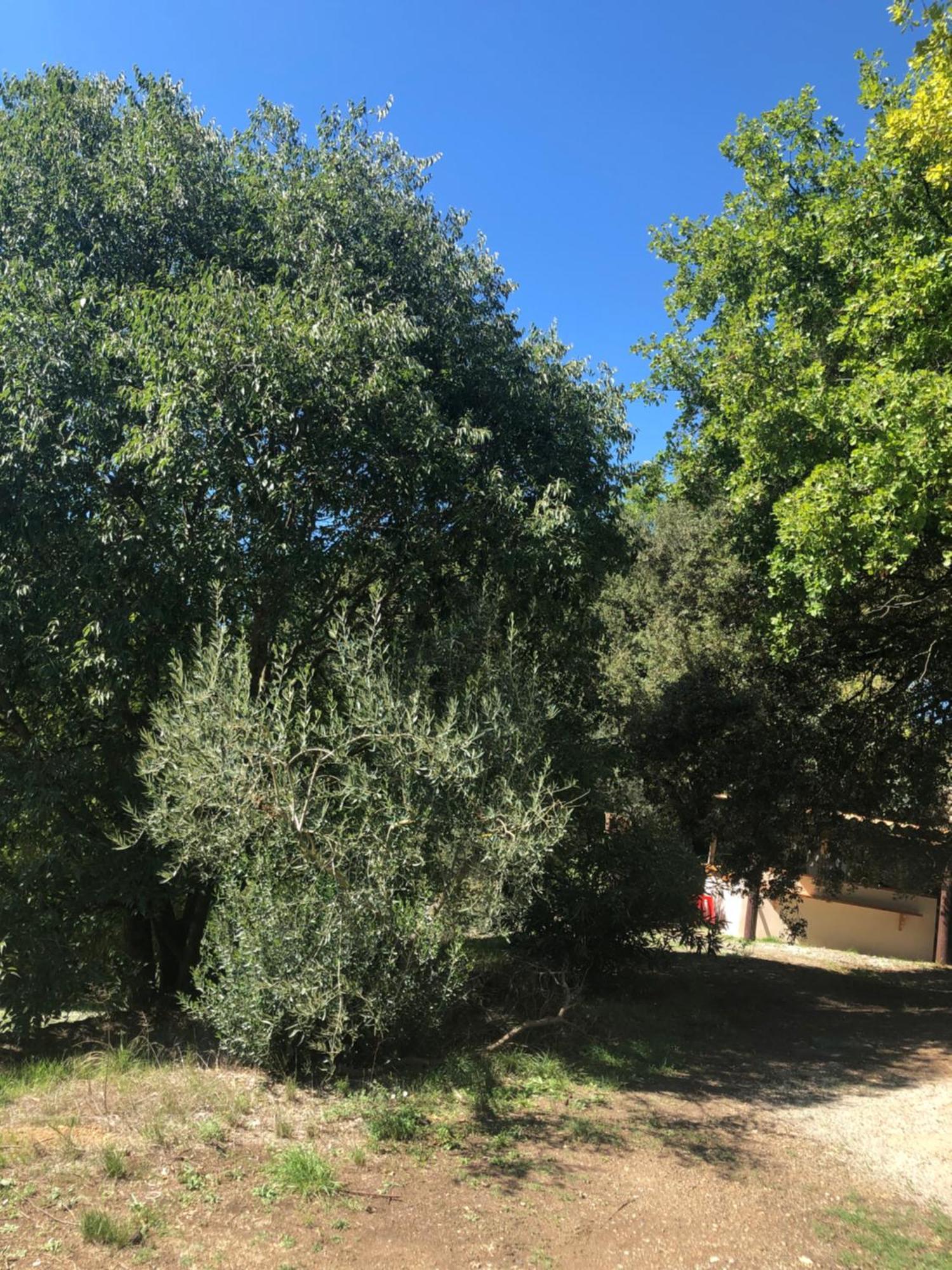 L'Olivier Fleurie Barjols Exterior foto